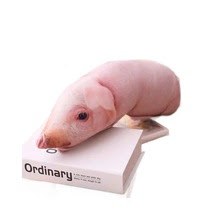 Pig Pillow photo 3